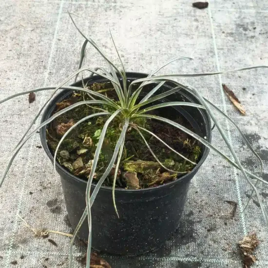 Yucca arbre à savon (Yucca elata) — jeune plant à longues feuilles étroites en pot · Pot 2.5L