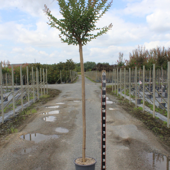 Lilas des indes 'Mauve'