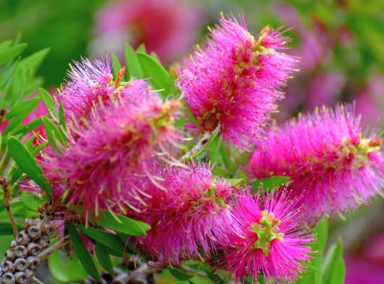 Rince-bouteille Rose