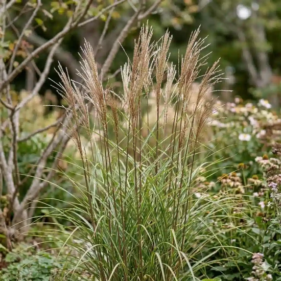 Miscanthus 'Serengeti'