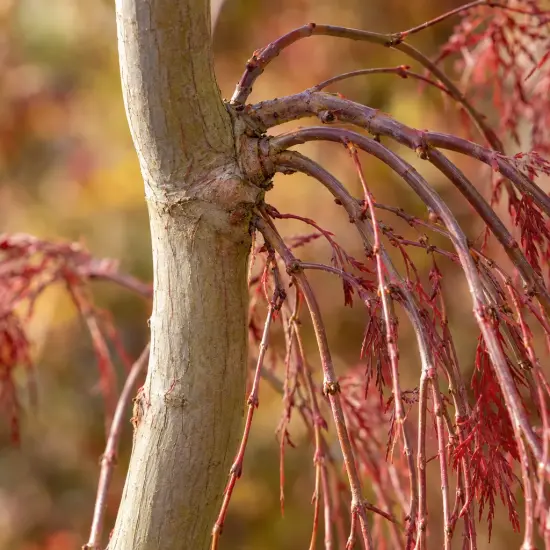 Érable du japon 'Cascade crimson' (Acer palmatum) — gros plan de branches avec jeunes feuilles rouges
