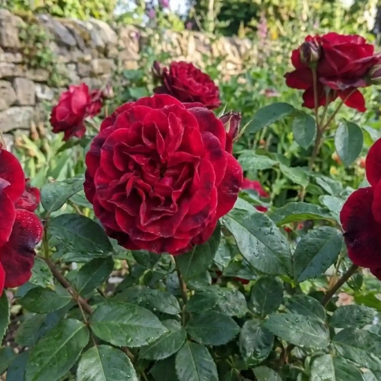 Rosier 'Le rouge et le noir '