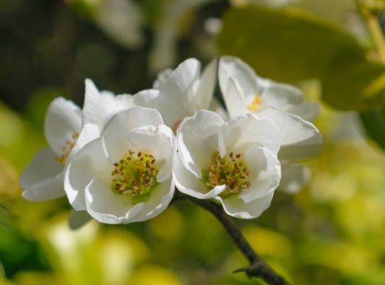 Cognassier à fleurs 'Nivalis blanc'