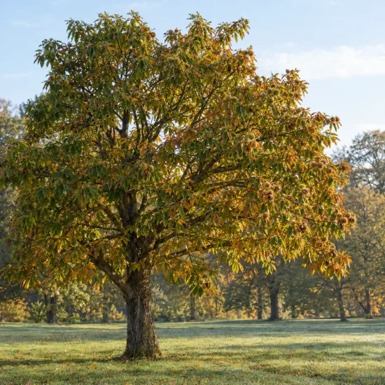 Châtaignier marrone di marradi 'Marrone di marradi' (Castanea savita) — grand arbre isolé dans une prairie · Photo d'illustration