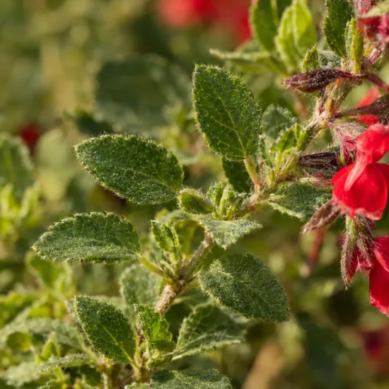 Sauge arbustive rouge 'Cherry red' (Salvia greggi) — gros plan de fleurs rouges et feuillage vert · Photo d'illustration
