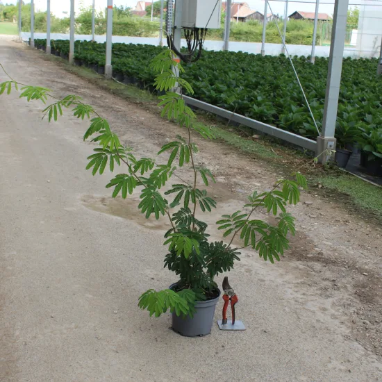 Pompom du marin — Pot 3L