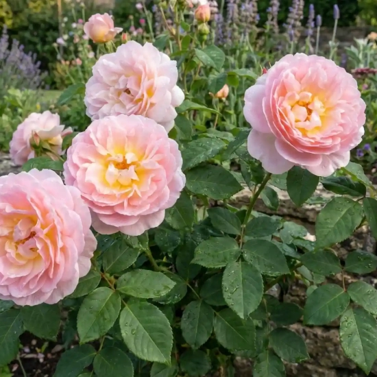 Rosier 'Isabelle autissier '