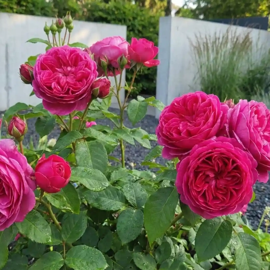 Rosier 'James l.austin '