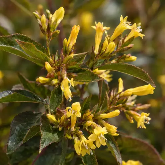 Diervillée 'Kodiak red' (Diervilla × splendens) — grappes de petites fleurs jaunes sur feuillage vert