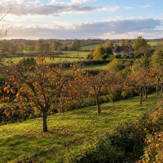 Plaqueminier 'Cioccolatino' (Diospyros kaki) — verger d’arbres fruitiers orangés dans paysage rural