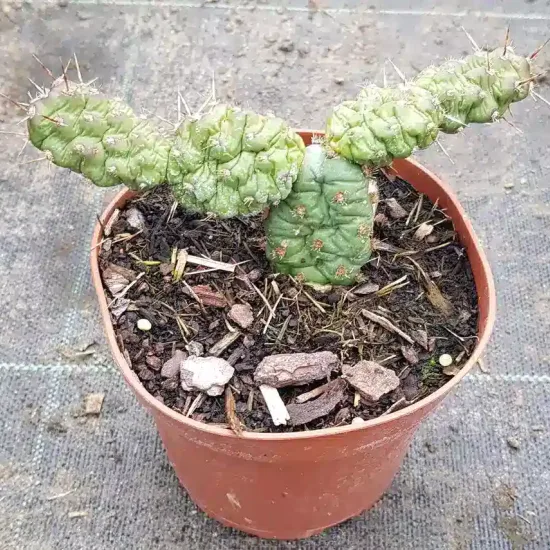 Oponce fragile (Opuntia fragilis) — Godet