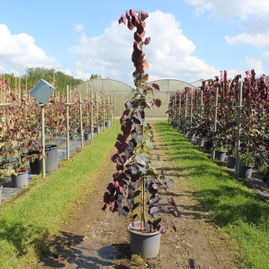 Gainier du canada 'Ruby falls' — Pot 15L Baliveau