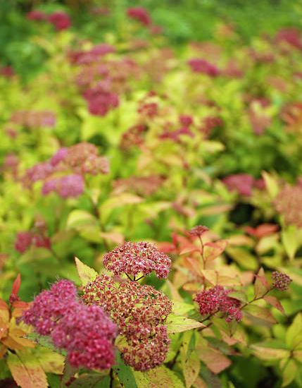 Spirée 'Goldflame'