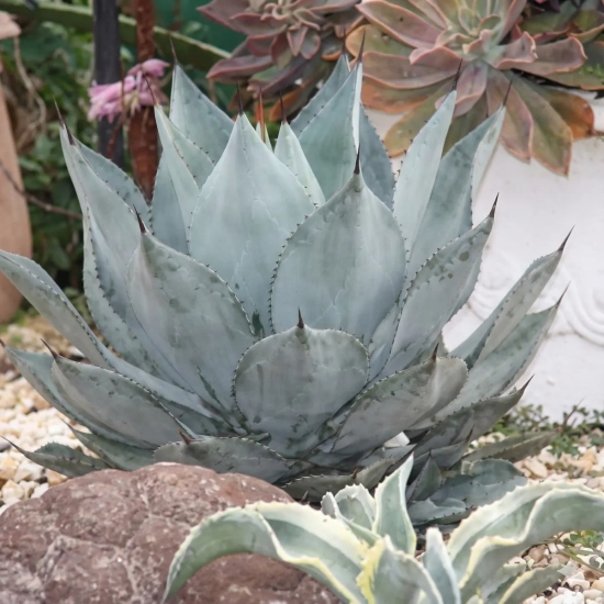 Agave  'Dragon toes'