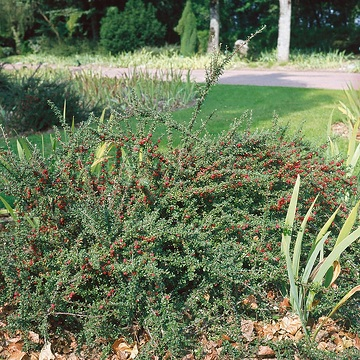 Cotonéaster à petites feuilles