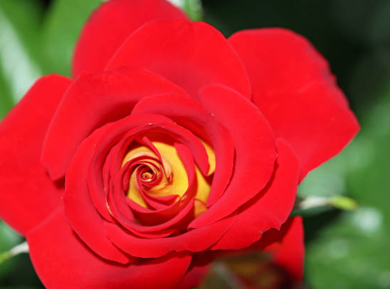 Rosier 'Ketchup mustard '