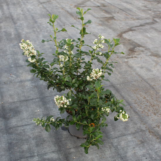 Escallonia blanc