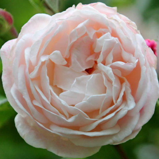 Rosier 'Mme de la valliere'