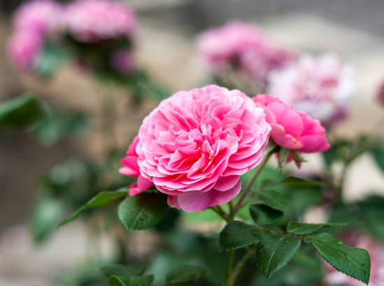 Rosier 'Leonard de vinci '