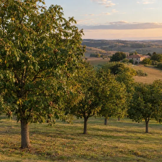 Noyer chandler 'Chandler' (Juglans regia) — alignement d’arbres dans un paysage vallonné · Photo d'illustration