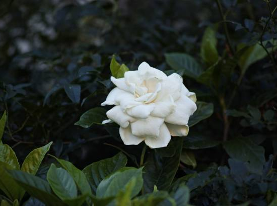 Tiaré 'Double mint'