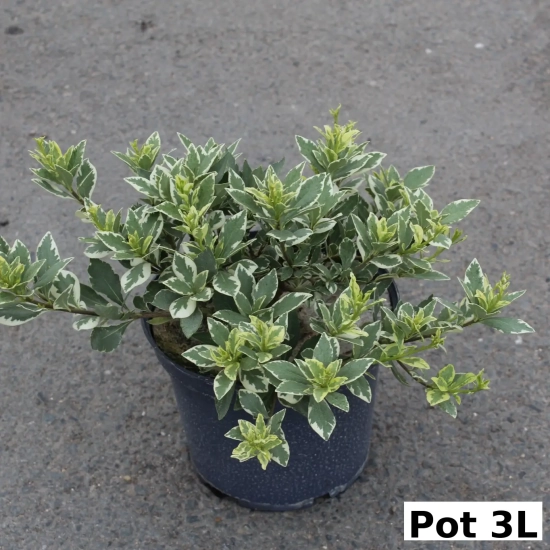 Pittosporum 'La blanca'