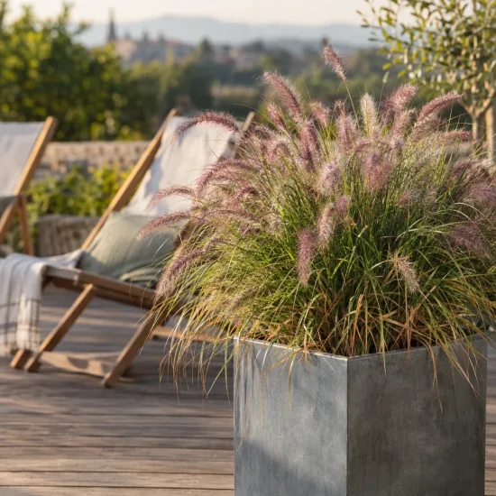 Herbe aux écouvillons 'Karley rose' (Pennisetum orientale) — touffe de graminée en bac gris sur terrasse · Photo d'illustration