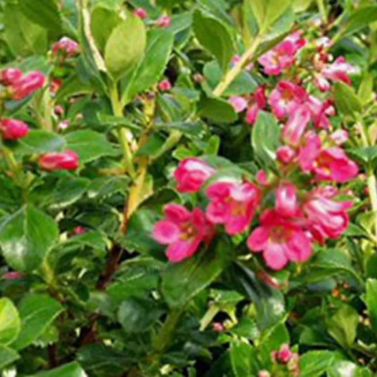 Escallonia 'Pride of donard'