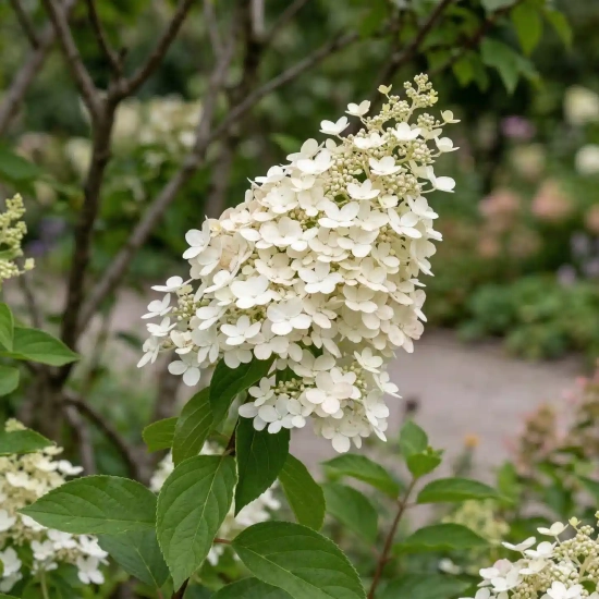 Hortensia paniculé 'Prim white'