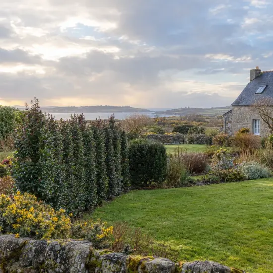 Houx arbustif 'Hach1' (Ilex × meserveae) — haie persistante taillée bordant un jardin rural