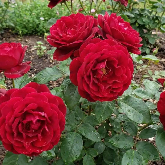 Rosier 'Bertrand amoussou  '