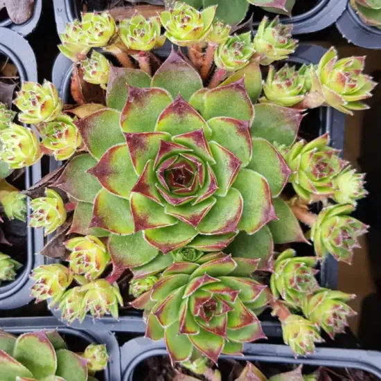 Joubarbe verte à pointe violacée 'Lusignan' (Sempervivum) — rosette charnue verte bordée de rouge en godet