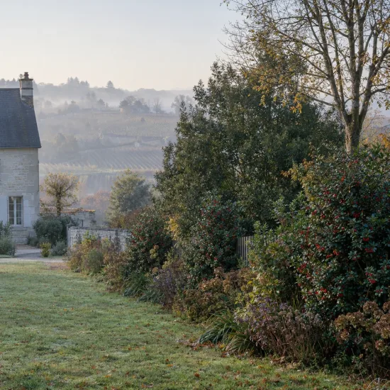 Houx arbustif femelle 'Blue angel' (Ilex × meserveae) — massif arbustif avec houx à baies rouges · Photo d'illustration