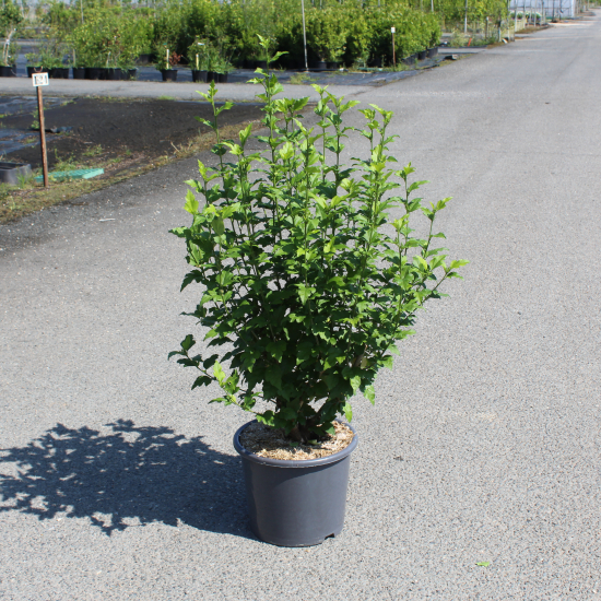 Althéa 'Purple ruffles'