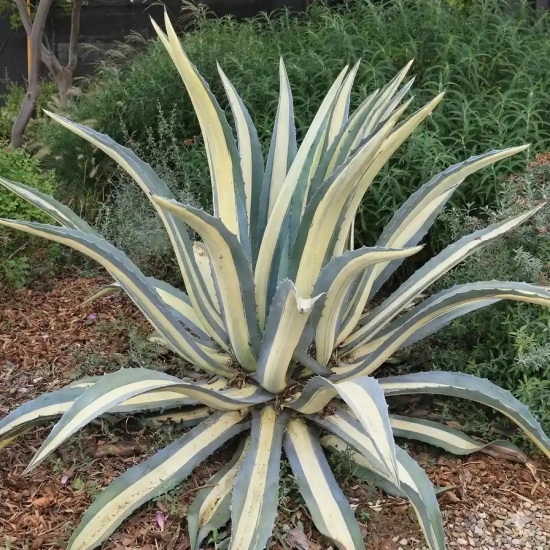 Agave  'Alba'