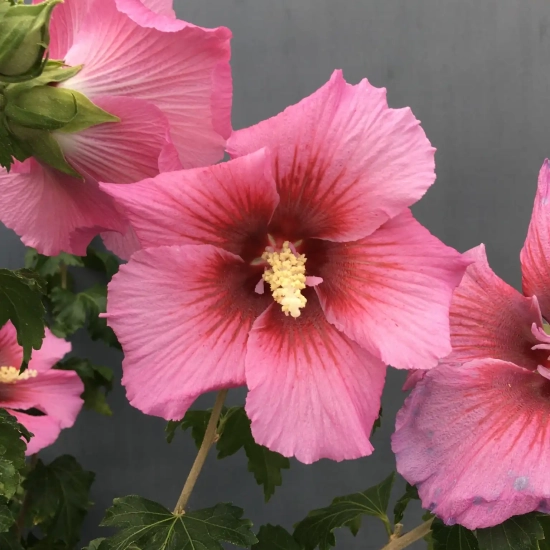 Althéa 'Hibisa rosada'