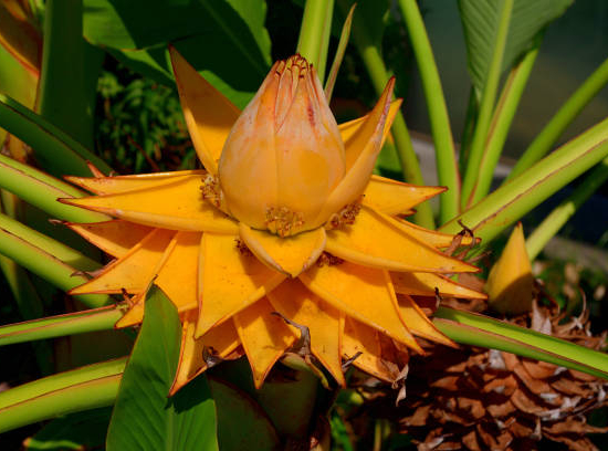 Bananier japonais 'Singapuri'