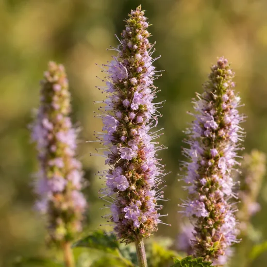 Menthe ricqles 'Ricqles' (Mentha × piperita) — épis floraux dressés mauves en gros plan · Photo d'illustration