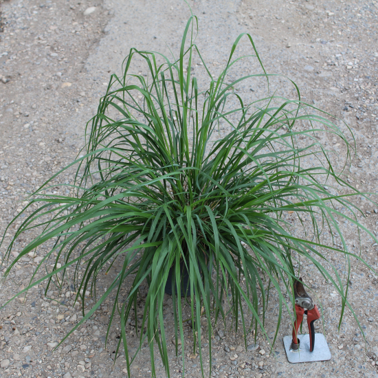 Herbe aux écouvillons 'Moudry'