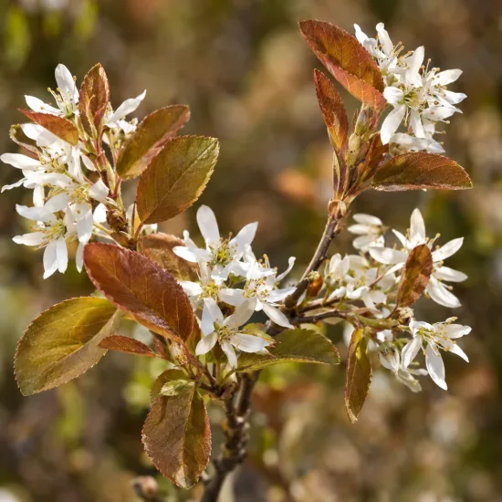 Amélanchier à feuille d'aulne 'Smokey' (Amelanchier alnifolia) — Photo d'illustration, photo 4