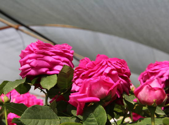 Rosier 'Mme de montespan'