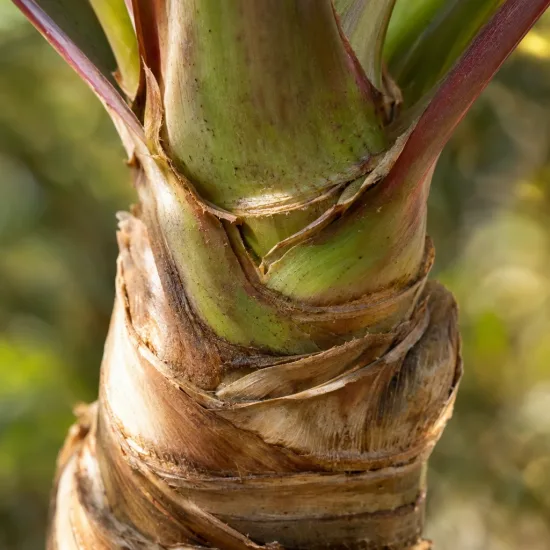 Cordyline 'Red heart' (Cordyline indivisa) — Photo d'illustration, photo 4