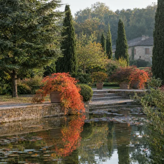 Érable du japon 'Orangeola' (Acer palmatum) — massif arboré avec arbustes retombants orangés au bord d’un bassin · Photo d'illustration