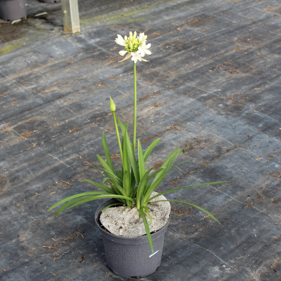 Agapanthe hybride 'Kilmurry blanche'