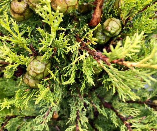 Cyprès méditerranéen 'totem'