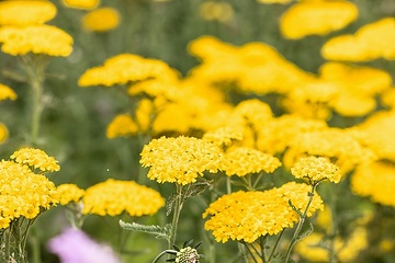 Achillée 'Yellow''