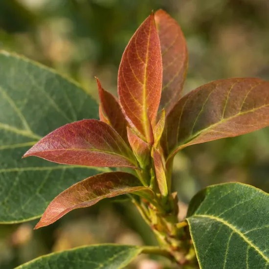 Avocatier race guatémaltèque '(semis de hass)' (Persea americana) — jeunes feuilles rouges au bout d’une tige · Photo d'illustration