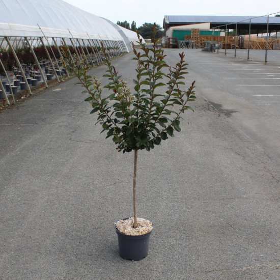 Lilas des indes 'White chocolate'