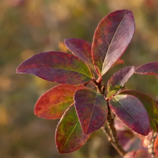 Forsythia rose de corée 'Roseum' (Abeliophyllum distichum) — gros plan sur feuillage rouge violacé · Photo d'illustration