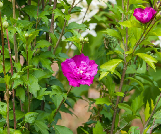 Althéa 'Purple ruffles'